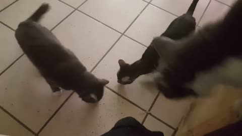 Pointless Pet Video Episode 10: The Good Stuff (October 27, 2017)