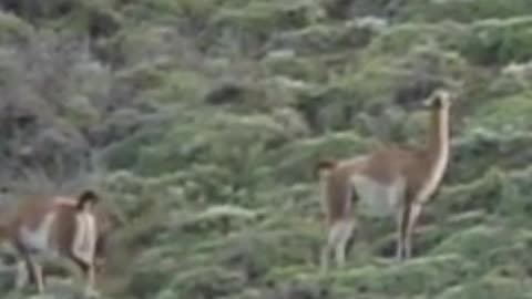 guanaco