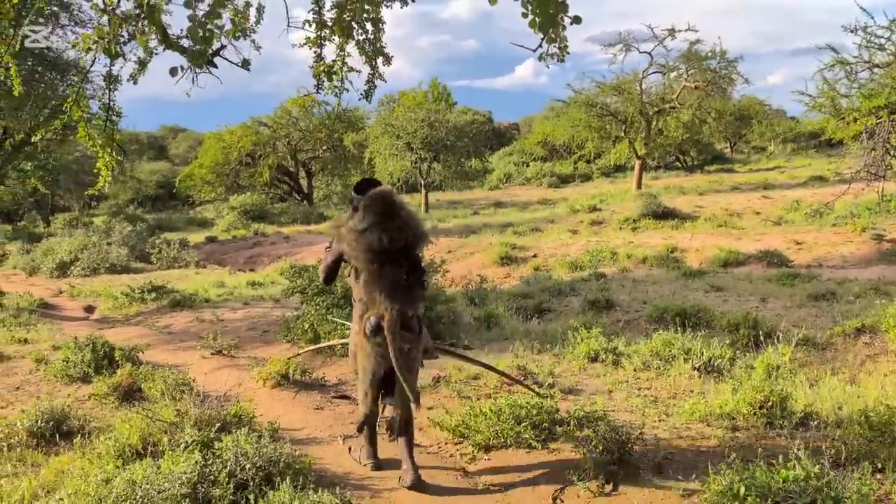 This is So incredible See How hadzabe tribe Catch and Cooks their traditional