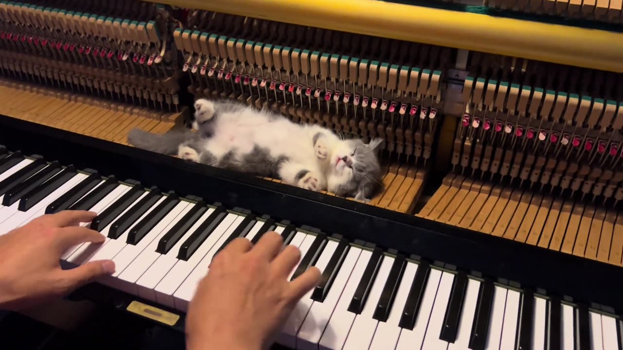 If you feel happy you clap your hands, if you feel happy you pat me