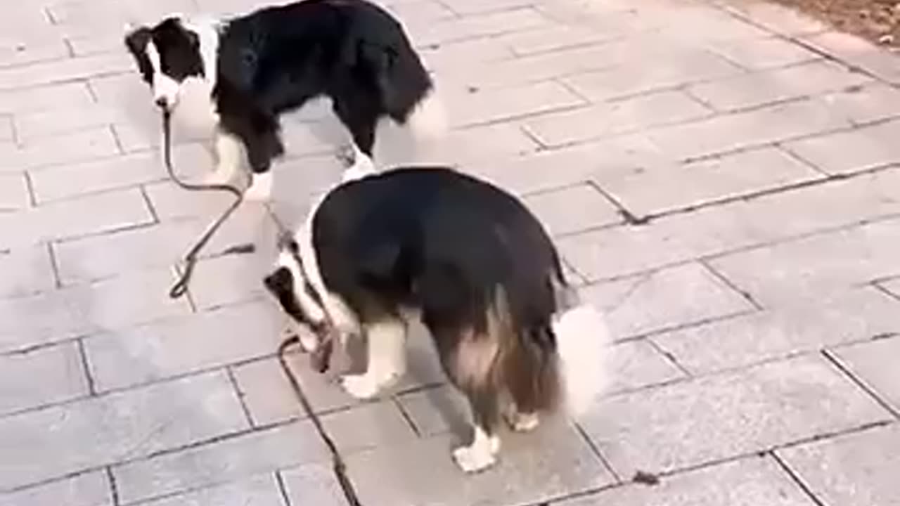 😂🐶 There Are Two Types of Dogs: Hilarious or Adorable! | FunFM