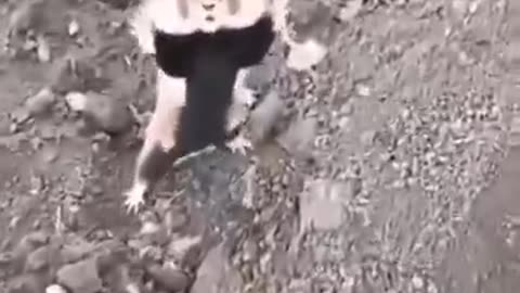 European hamster’s defence position