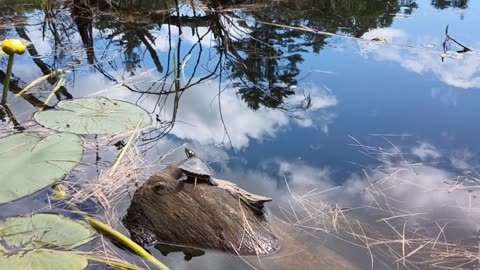 Painted Turtle