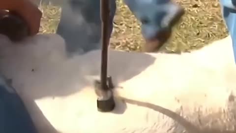Amazing Facts
