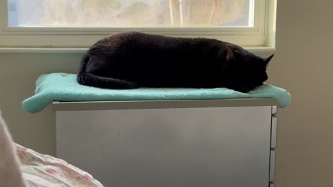Cute Precious Piper Does the French Baguette Meditation Pose - Adopting a Cat from a Shelter Vlog