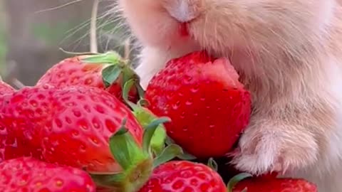 Bunny eating strawberry 🍓🍓🍓