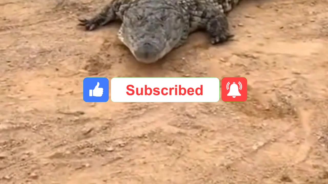 Man Freezes Crocodile Instantly with Just a Stick at Crocodile Farm