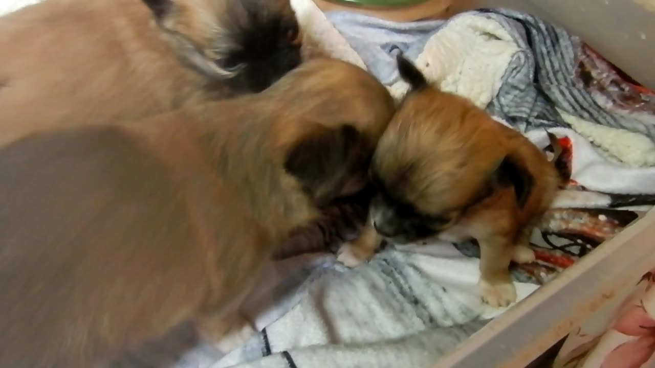 Puppies Play