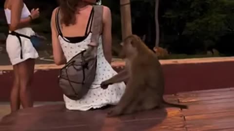 🤯🐒 Monkey Business! | FunFM