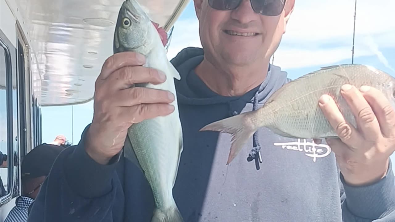 Bluefish and porgie