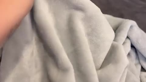 El bombón de mami ❤️#blueandtan #frienchi #bulldogsoftiktok