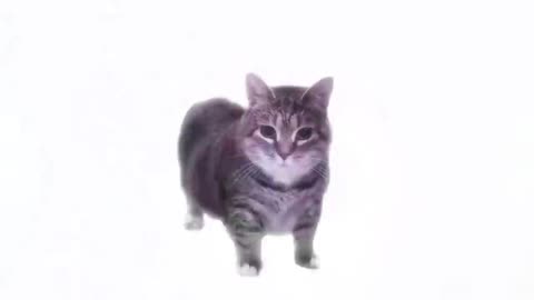 W&W - olla olla spinning cat