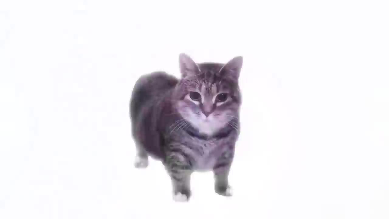 W&W - olla olla spinning cat