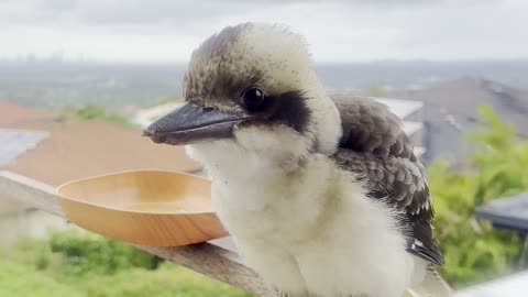 Baby Kookaburra Has a Cute Voice