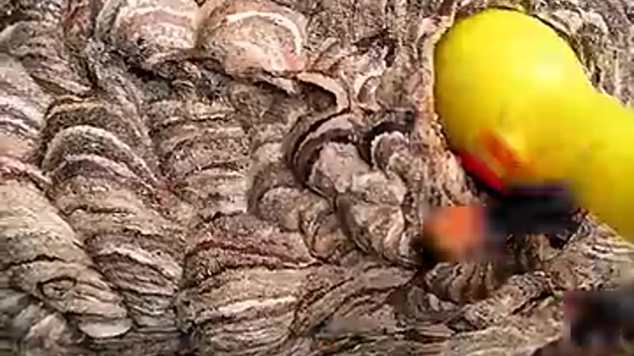 The Wrath of the Venomous Hornets #bee #nature