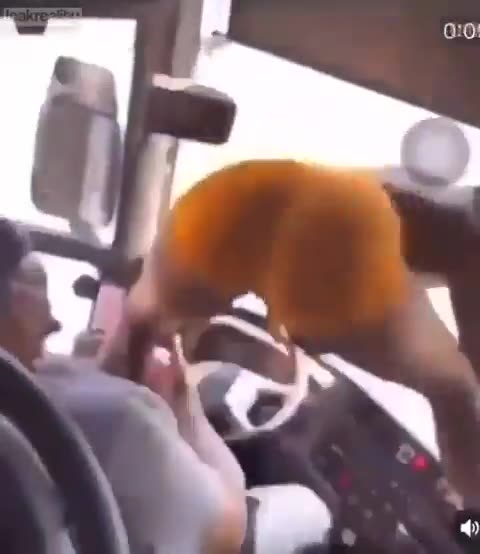 Blacks and bus drivers