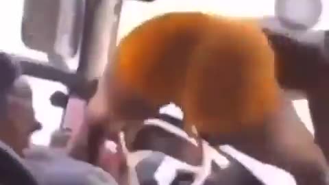 Blacks and bus drivers