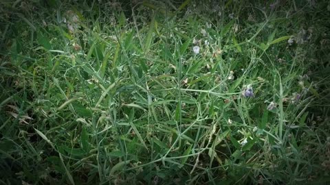 Plant These 20 Perennial Crops ONCE… and Harvest Forever!