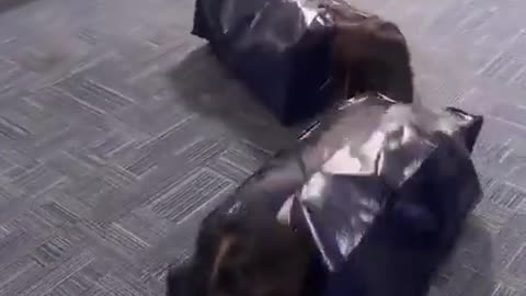 Hallway Race
