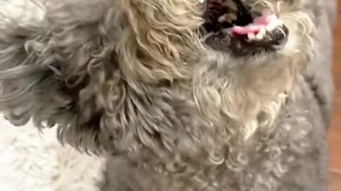 Dog vs food #dogs #dogsoftiktok #funnyvideos #pets #cutedog #funny #foryou