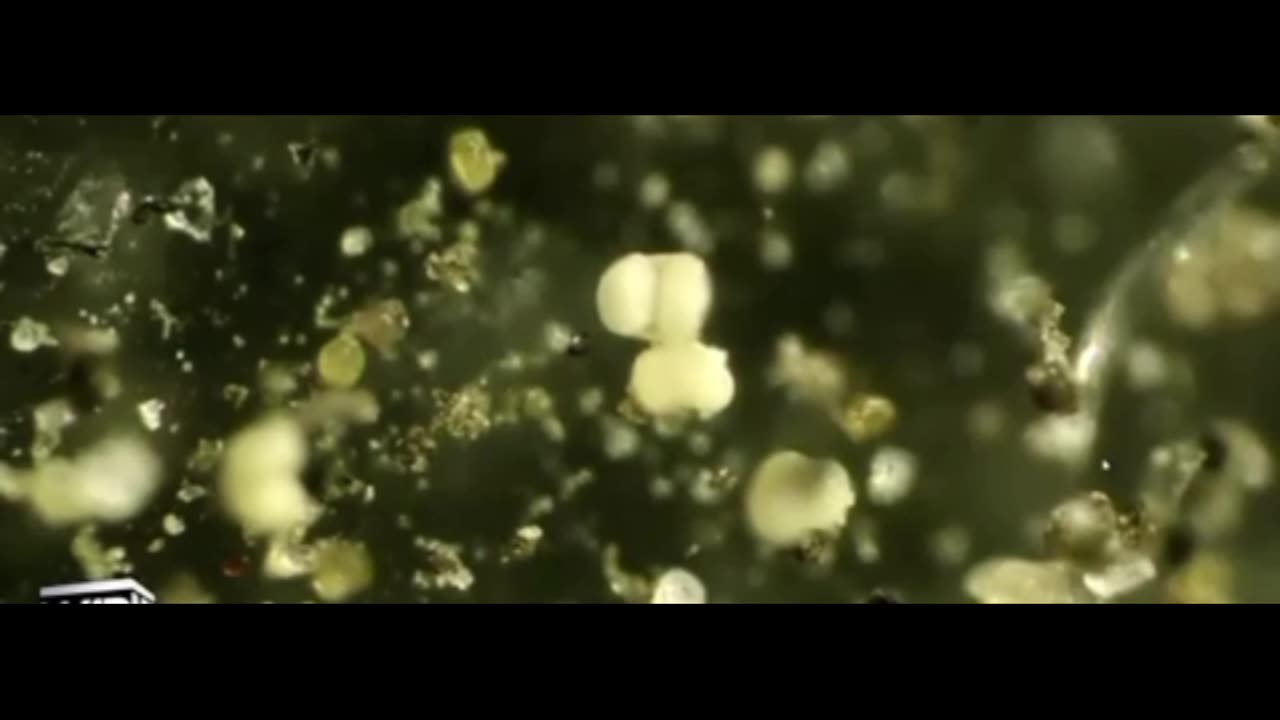 Eggs And Neuro Toxic Metals In The Air
