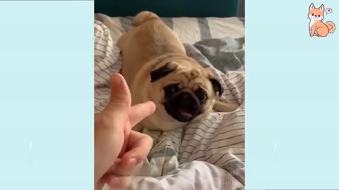 🤣Funny Dog Videos 2021