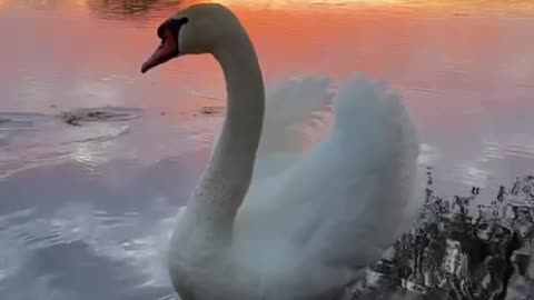 Good morning Swan