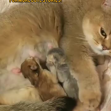 : Tiny Kittens Fighting Over Mom's Milk! So Cute and Funny