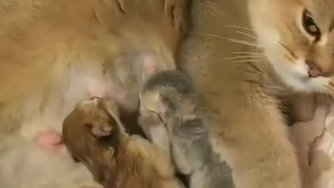 : Tiny Kittens Fighting Over Mom's Milk! So Cute and Funny