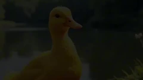 Duak sevad egg