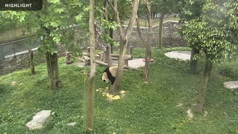 1.5 Hours of Adorable Pandas