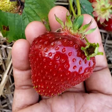 Strawberry season. Pick your own June 22, 2025