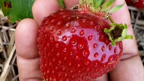Strawberry season. Pick your own June 22, 2025