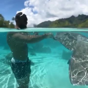 Sting ray feeding