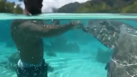 Sting ray feeding