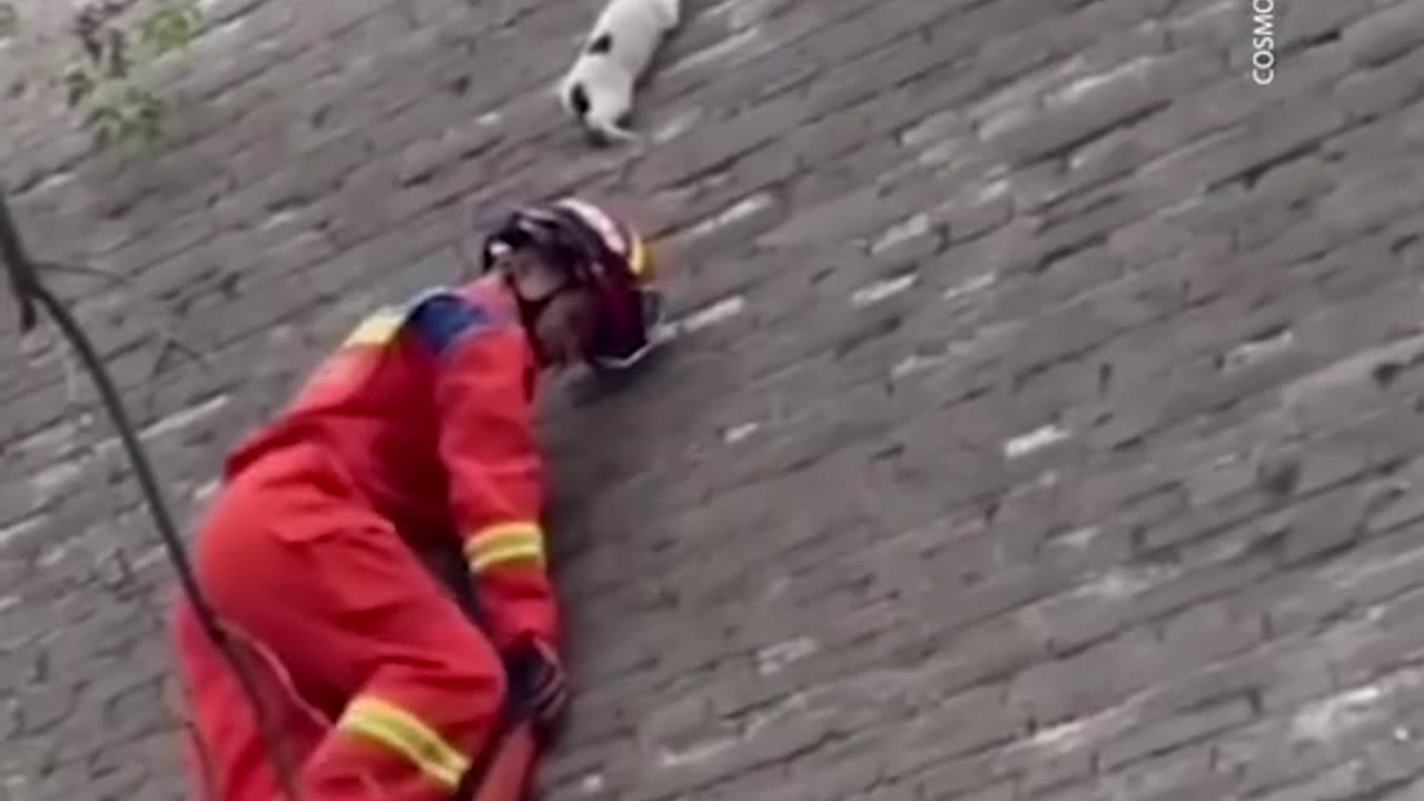 This is the moment a firefighter saved a terrified cat clinging