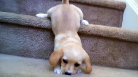 Dog Fails Compilation - Try not to laugh!