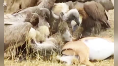 Wild Animals In The Forest