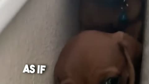 These puppies love to play hide and seek