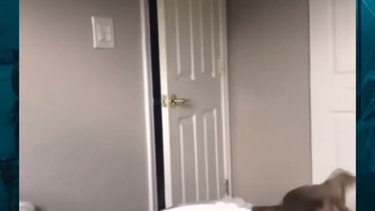 😨🐕 Even the Dog Is Like WTF?! Unexplainable Presence Detected | TheHauntingHour