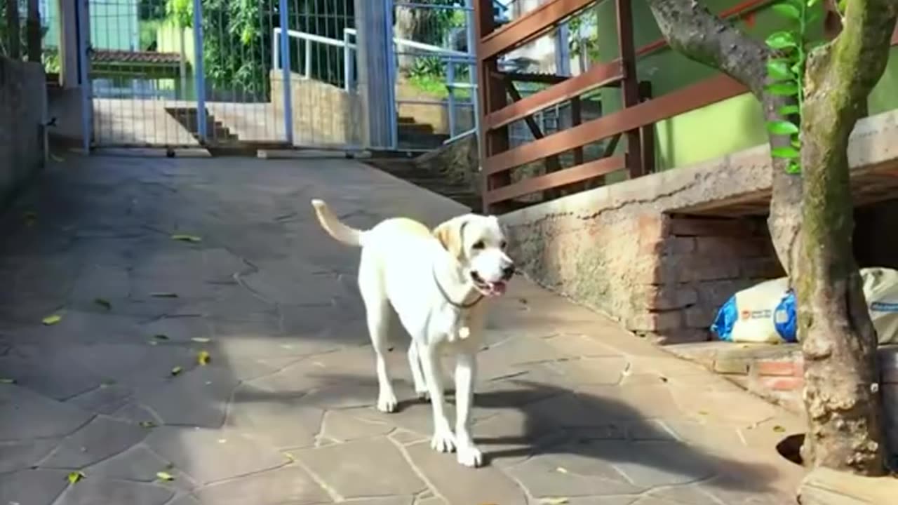 I Love Dogs