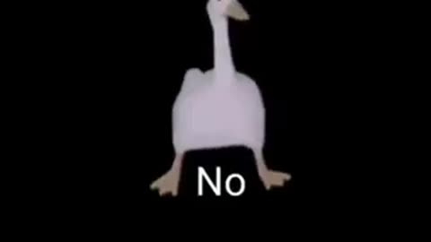 Duck dancing "No"