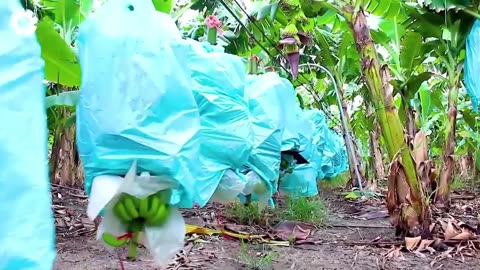 Transporting Tons of Bananas This Way - Grows and Harvest Agricultural Agriculture Technology