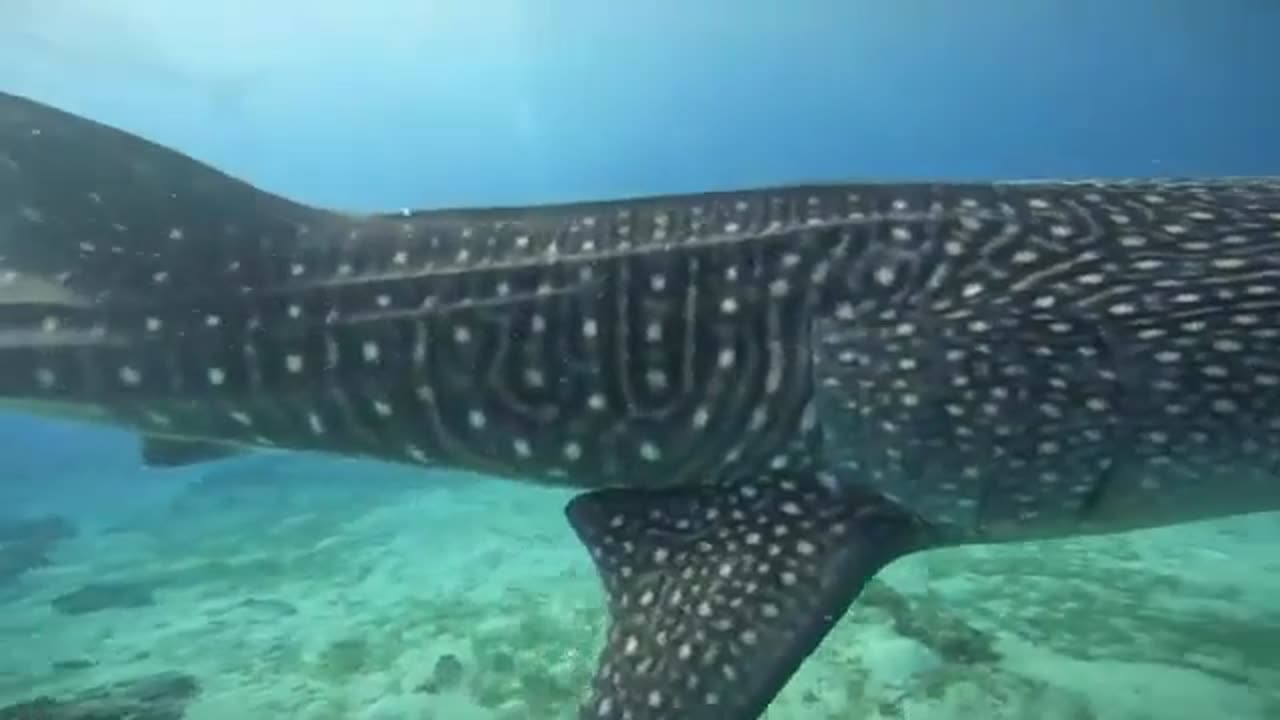 Whale Shark