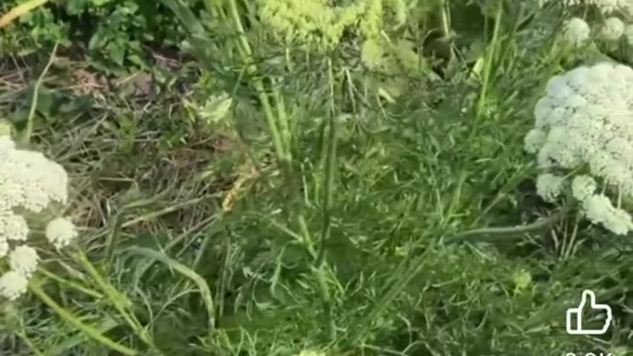 Life’s cheat code for Unlimited Carrots!