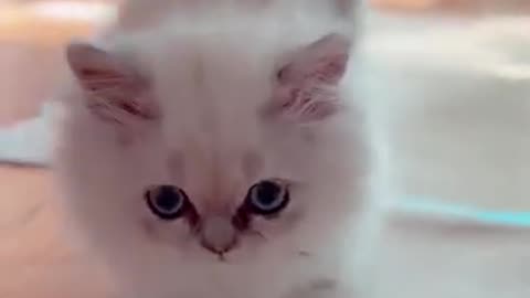 Ultimate Cute Cats Compilation 😻 | Try Not to Laugh Challenge