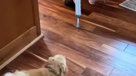 🤣 Dogs Imitate Humans – Too Funny to Be Real! / Câini care Imită Oameni – Prea Tare! 🐾🔥