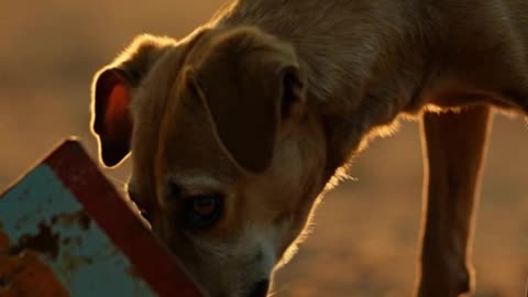 Dog Empty Lunchbox