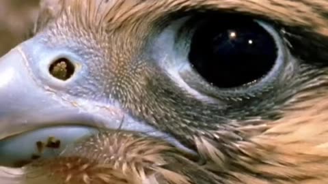 ⚡El Halcón Peregrino🦅El Rey de la Velocidad Aérea #shorts #viralshorts #rdarium