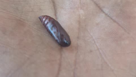 A pupa chrysalis(butterfly or moth?)
